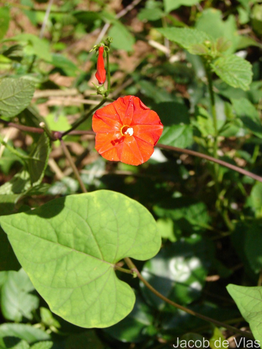Ipomoea hederifolia L.